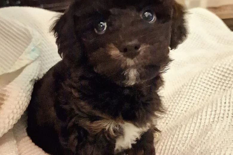 Toy Poodle