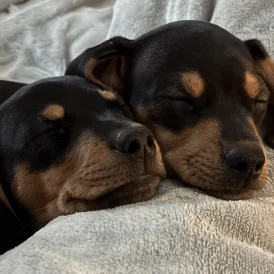 Dachshund (Standard &amp; Miniature) - Bitches