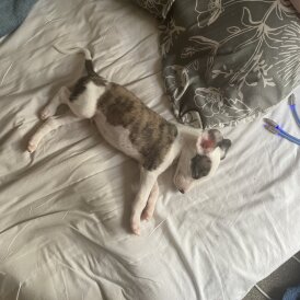 Whippet - Both
