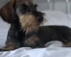 Dachshund (Miniature Wire Haired)