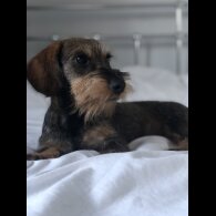 Dachshund (Standard &amp; Miniature)