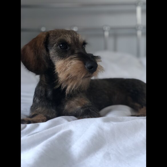Dachshund (Standard &amp; Miniature)