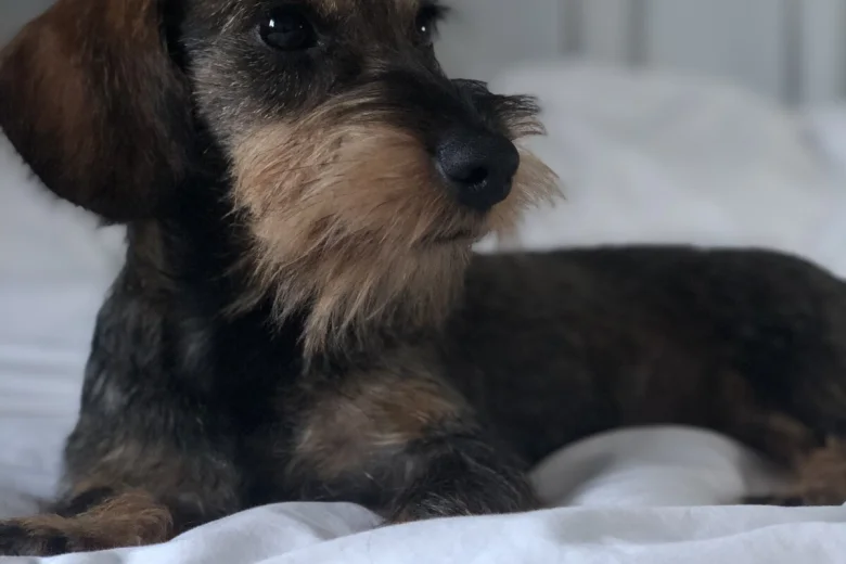 Dachshund (Miniature Wire Haired)