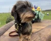 Dachshund (Miniature Wire Haired)