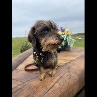 Dachshund (Standard &amp; Miniature)