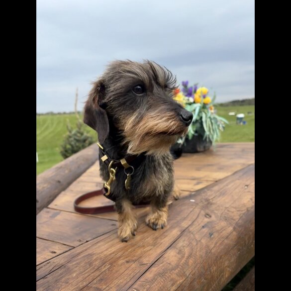 Dachshund (Standard &amp; Miniature)