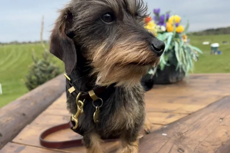 Dachshund (Miniature Wire Haired)