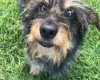 Dachshund (Miniature Wire Haired)