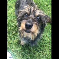 Dachshund (Standard &amp; Miniature)