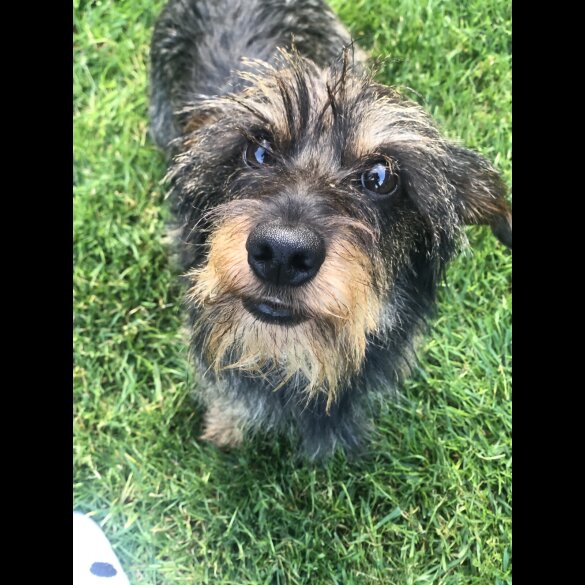 Dachshund (Standard &amp; Miniature)