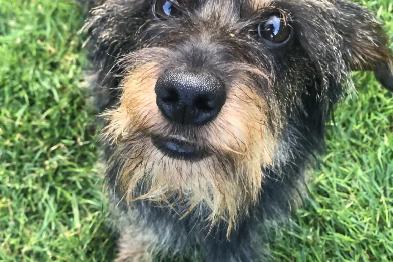Dachshund (Miniature Wire Haired)
