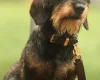 Dachshund (Miniature Wire Haired)