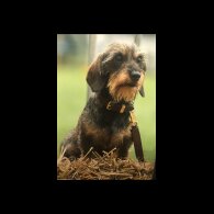 Dachshund (Standard &amp; Miniature)