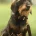 Dachshund (Miniature Wire Haired)