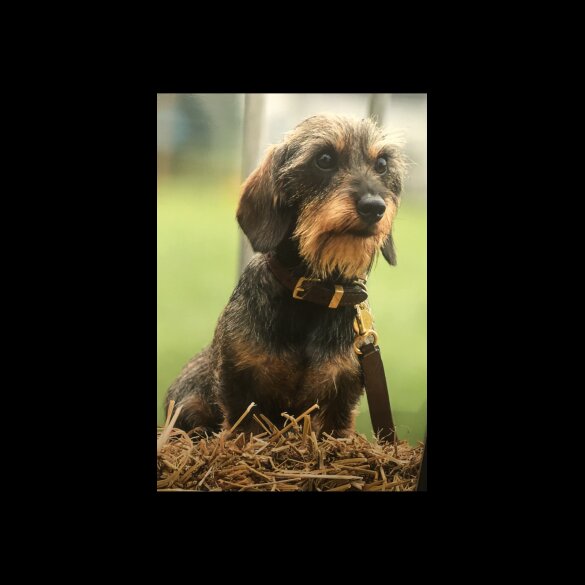 Dachshund (Standard &amp; Miniature)