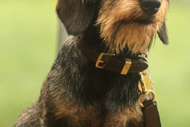 Dachshund (Miniature Wire Haired)
