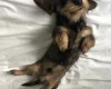 Dachshund (Miniature Wire Haired)