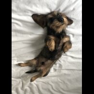 Dachshund (Standard &amp; Miniature)