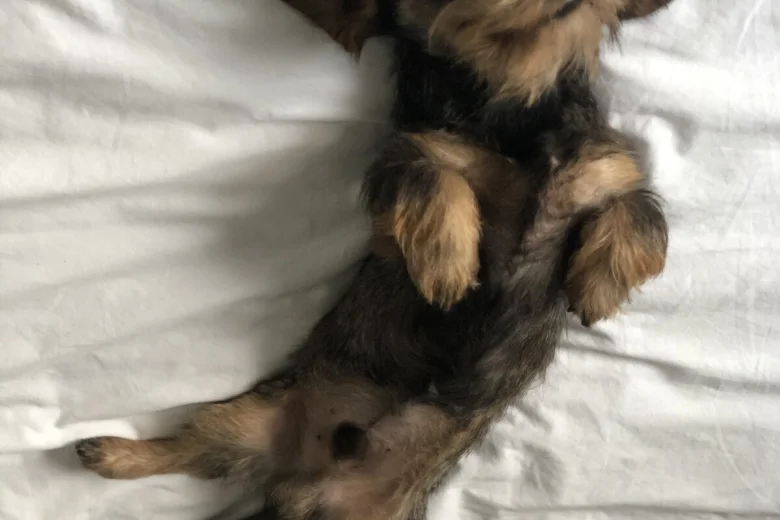 Dachshund (Miniature Wire Haired)