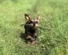 Dachshund (Miniature Wire Haired)