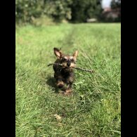Dachshund (Standard &amp; Miniature)
