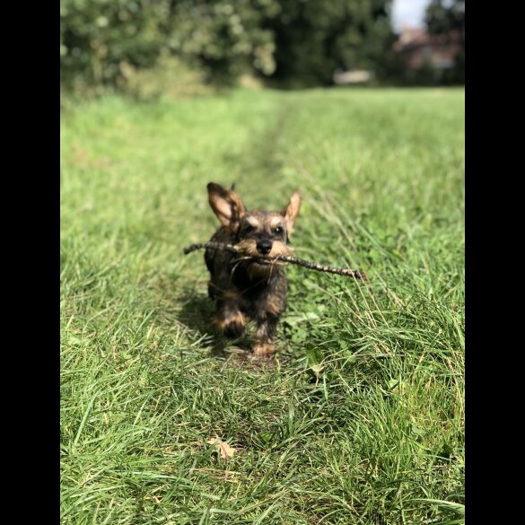 Dachshund (Standard &amp; Miniature)