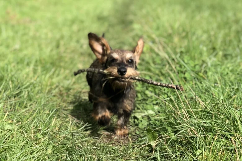Dachshund (Miniature Wire Haired)