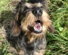 Dachshund (Miniature Wire Haired)