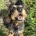 Dachshund (Miniature Wire Haired)