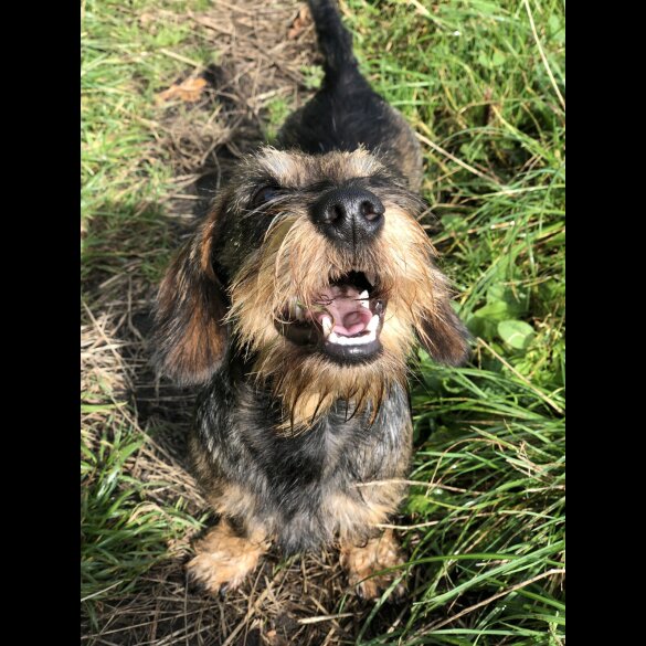 Dachshund (Standard &amp; Miniature)