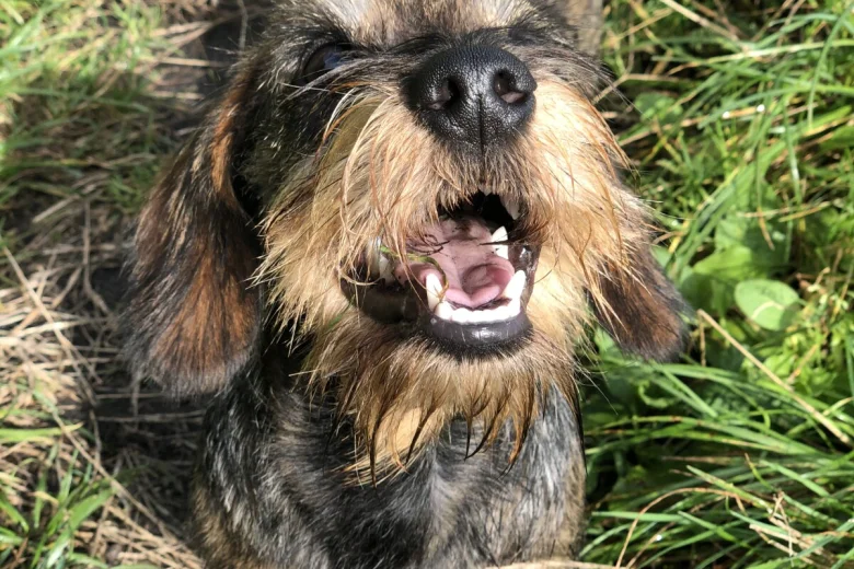 Dachshund (Miniature Wire Haired)