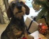 Dachshund (Miniature Wire Haired)