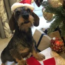 Dachshund (Miniature Wire Haired)