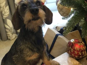 Dachshund (Miniature Wire Haired)