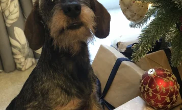 Dachshund (Miniature Wire Haired)