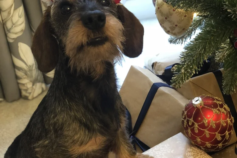 Dachshund (Miniature Wire Haired)