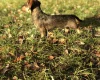 Dachshund (Miniature Wire Haired)