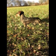 Dachshund (Standard &amp; Miniature)