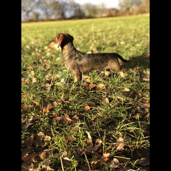 Dachshund (Standard &amp; Miniature)