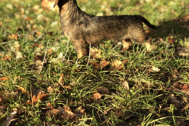 Dachshund (Miniature Wire Haired)