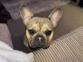 French Bulldog