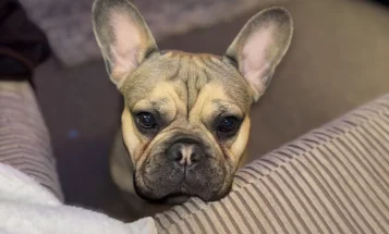French Bulldog