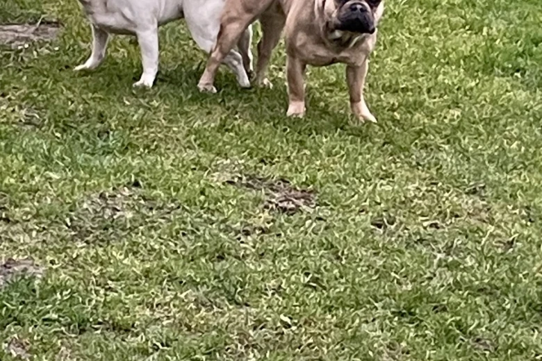 French Bulldog