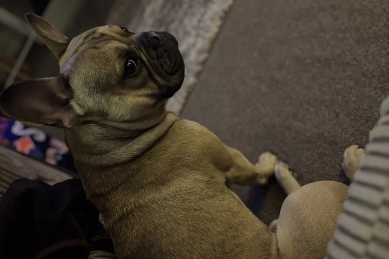 French Bulldog
