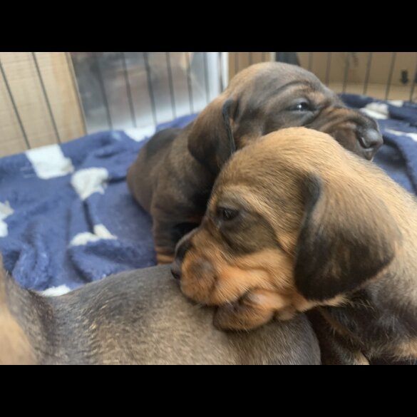 Dachshund (Standard &amp; Miniature) - Both