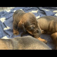 Dachshund (Standard &amp; Miniature) - Both