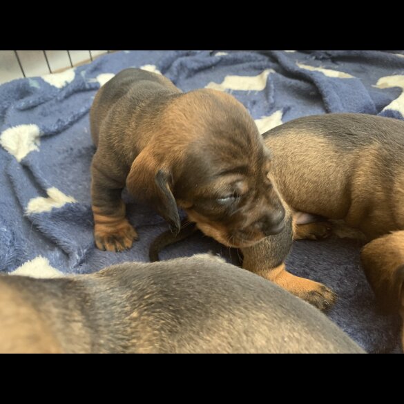 Dachshund (Standard &amp; Miniature) - Both