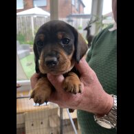 Dachshund (Standard &amp; Miniature) - Both