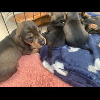 Dachshund (Standard &amp; Miniature) - Both