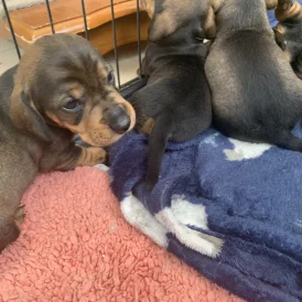 Dachshund (Standard &amp; Miniature) - Both